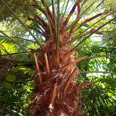 Lejlighed Josephine's Garden Opatija