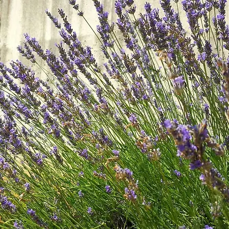 Lejlighed Josephine's Garden Opatija