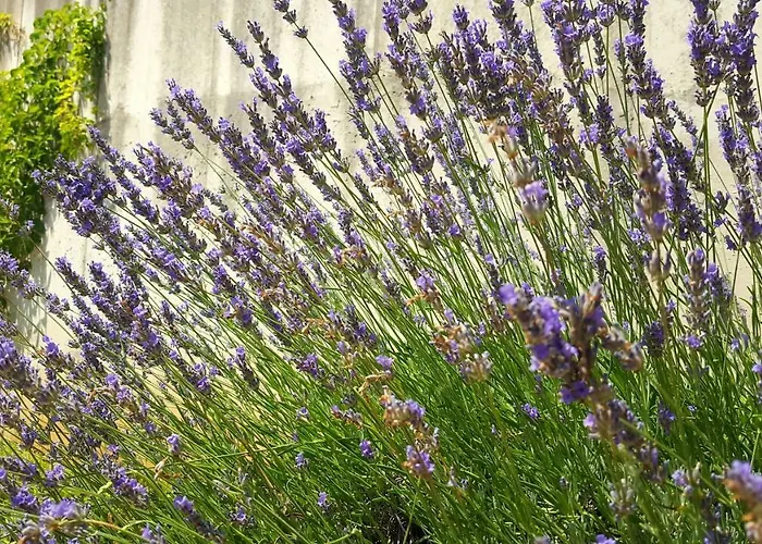 Apartman Josephine's Garden Abbázia